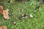 Psilocybe Lanceole GF