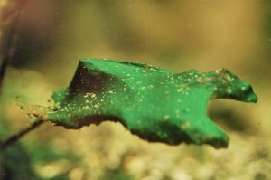 Cyanobactérie (Cyano)