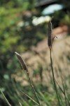 DSC_5129_GF
