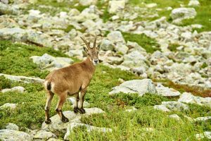 Aiguilles rouges Chamonix Massif du mont blanc-NIKON D800E-44-4-