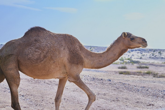 Oman – Dubai-089 -NIKON D800E-7.1-85 mm