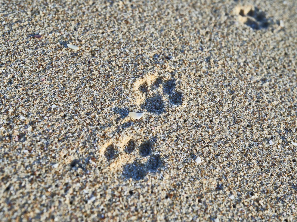 Oman – Dubai-099 -NIKON D800E-5.6-35 mm