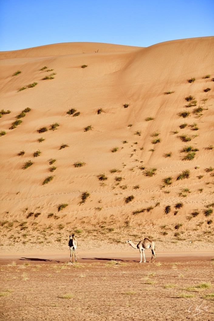 Oman – Dubai-122 -NIKON D800E-2.8-85 mm