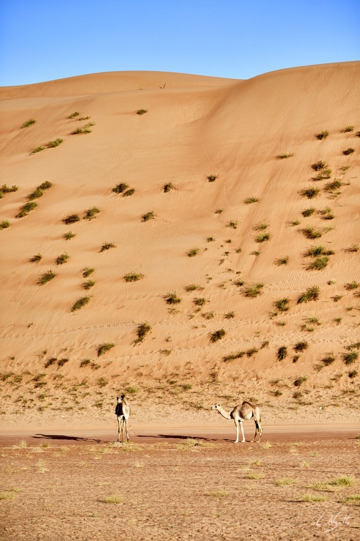 Oman – Dubai-122 -NIKON D800E-2.8-85 mm