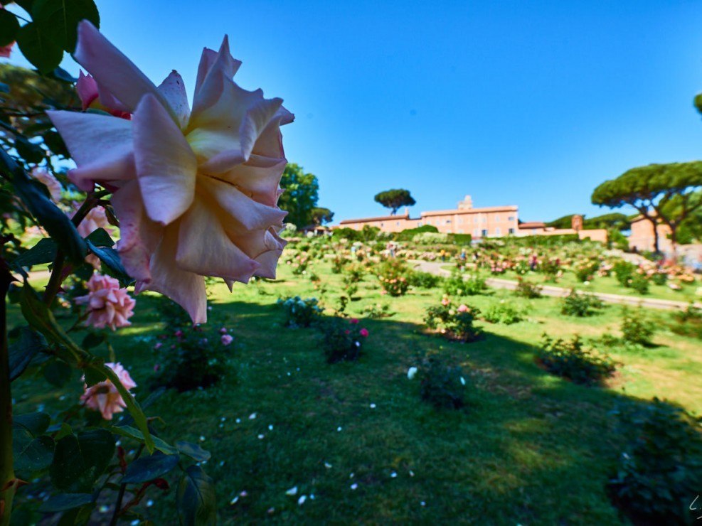 Italie 2017 – 15 mm – Rome 2017 Manu NIKON D800E 15 mm 83274 – mai 08 2017 – NIKON D800E
