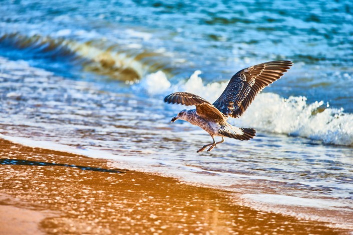 0069- Nouvelle Zelande- 300 mm – A4 –