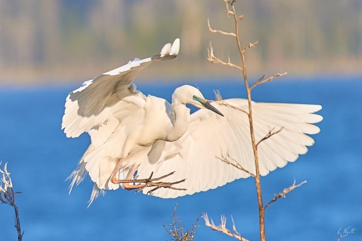 0081- Nouvelle Zelande- 300 mm – A4 –