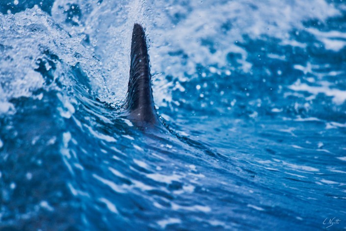 0092- Nouvelle Zelande- 300 mm – A4 –