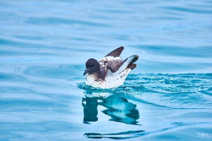 0099- Nouvelle Zelande- 300 mm – A5.6 –