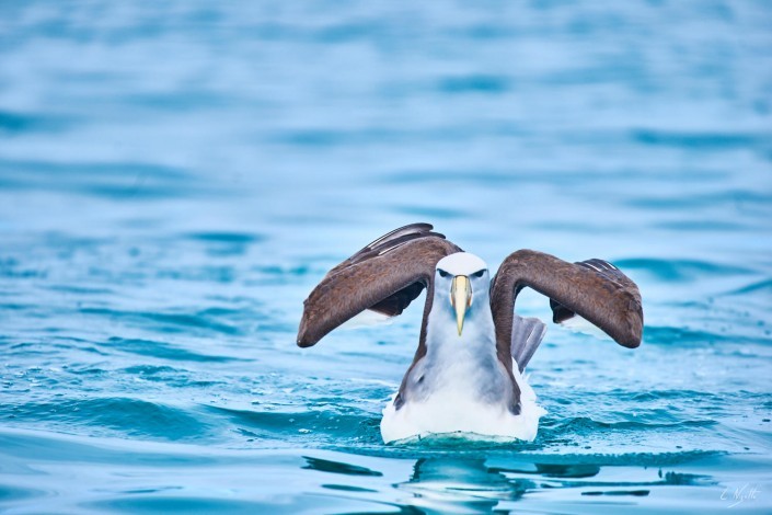 0100- Nouvelle Zelande- 300 mm – A4.5 –