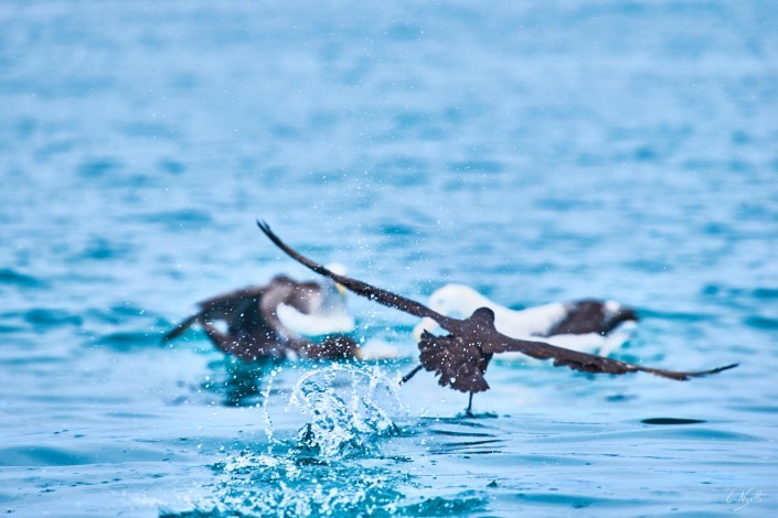 0101- Nouvelle Zelande- 300 mm – A6.3 –