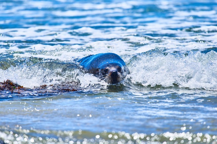 0134- Nouvelle Zelande- 300 mm – A5.6 –