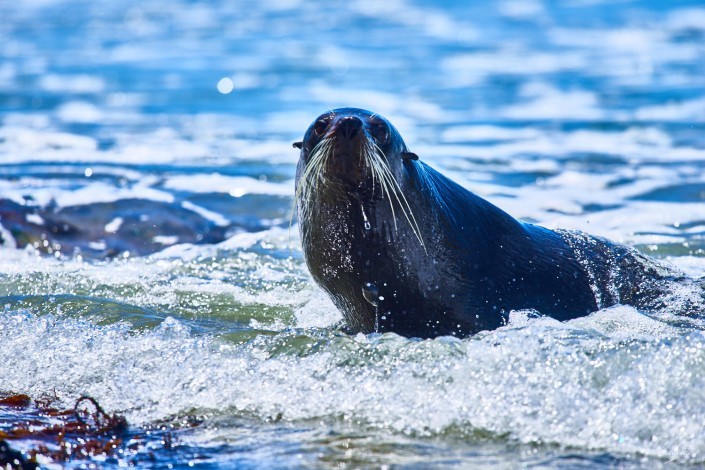 0135- Nouvelle Zelande- 300 mm – A5.6 –