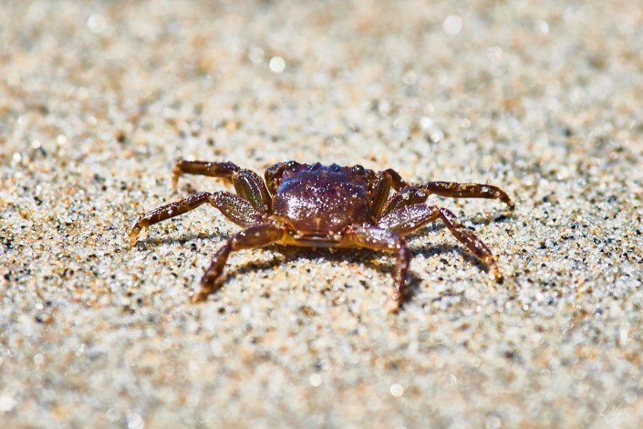 0136- Nouvelle Zelande- 300 mm – A5.6 –